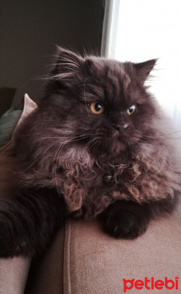 British Shorthair, Kedi  Kitkat fotoğrafı