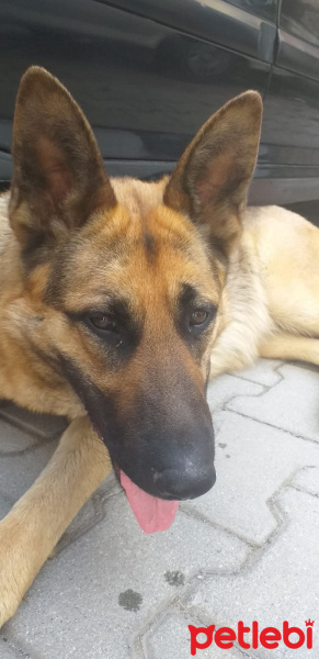 Alman Çoban Köpeği, Köpek  LEYDİ fotoğrafı