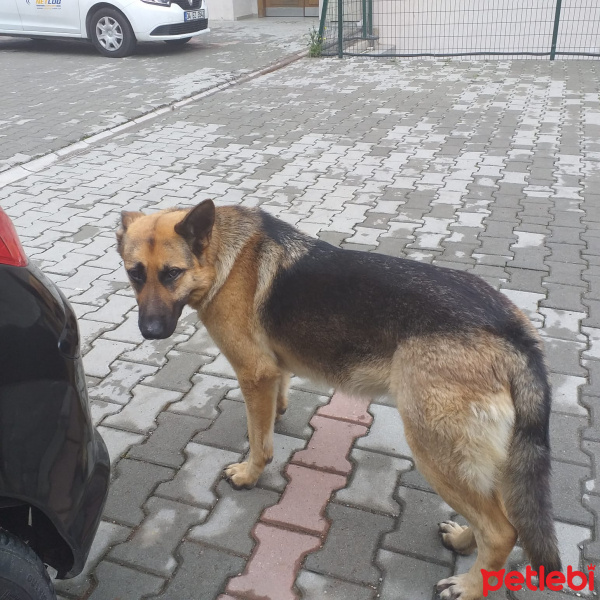 Alman Çoban Köpeği, Köpek  LEYDİ fotoğrafı