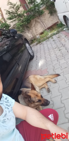 Alman Çoban Köpeği, Köpek  LEYDİ fotoğrafı