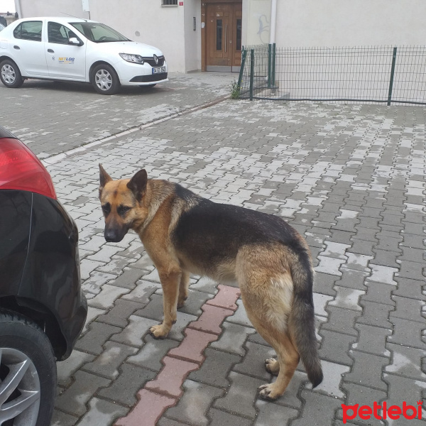 Alman Çoban Köpeği, Köpek  LEYDİ fotoğrafı