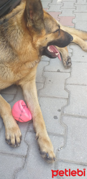 Alman Çoban Köpeği, Köpek  LEYDİ fotoğrafı
