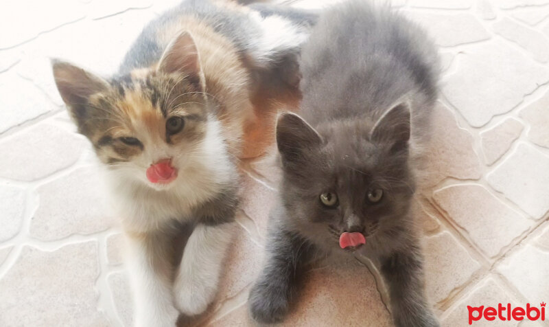 Tekir Kedi, Kedi  Boncuk fotoğrafı