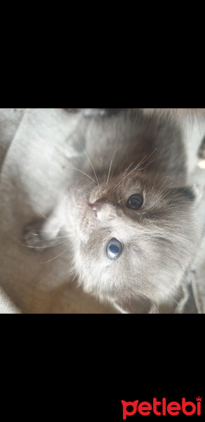 Tekir Kedi, Kedi  Duman fotoğrafı