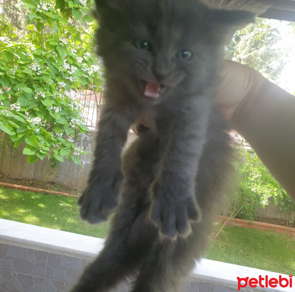 Tekir Kedi, Kedi  Duman fotoğrafı