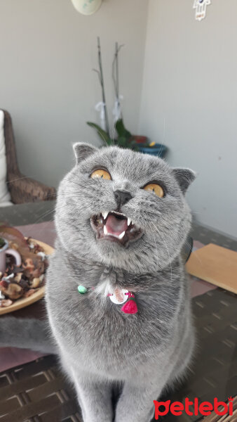 Scottish Fold, Kedi  Alice fotoğrafı