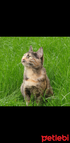 Tekir Kedi, Kedi  Mitoş fotoğrafı