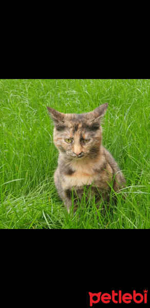 Tekir Kedi, Kedi  Mitoş fotoğrafı