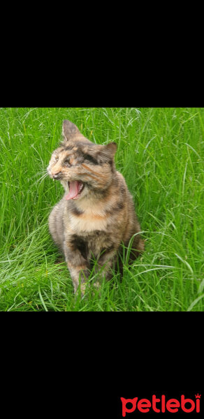 Tekir Kedi, Kedi  Mitoş fotoğrafı