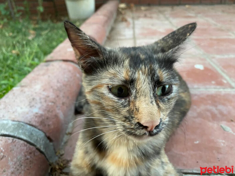 Tekir Kedi, Kedi  Mitoş fotoğrafı