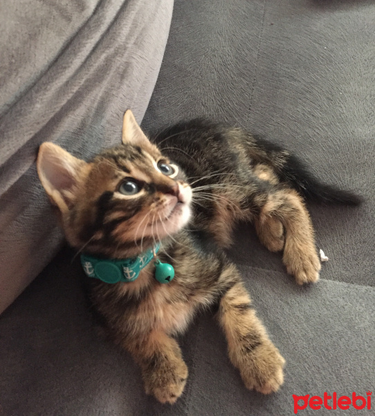 Tekir Kedi, Kedi  kahve fotoğrafı