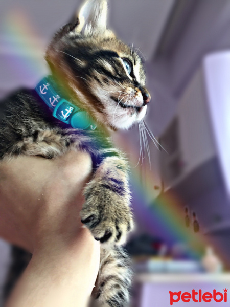 Tekir Kedi, Kedi  kahve fotoğrafı