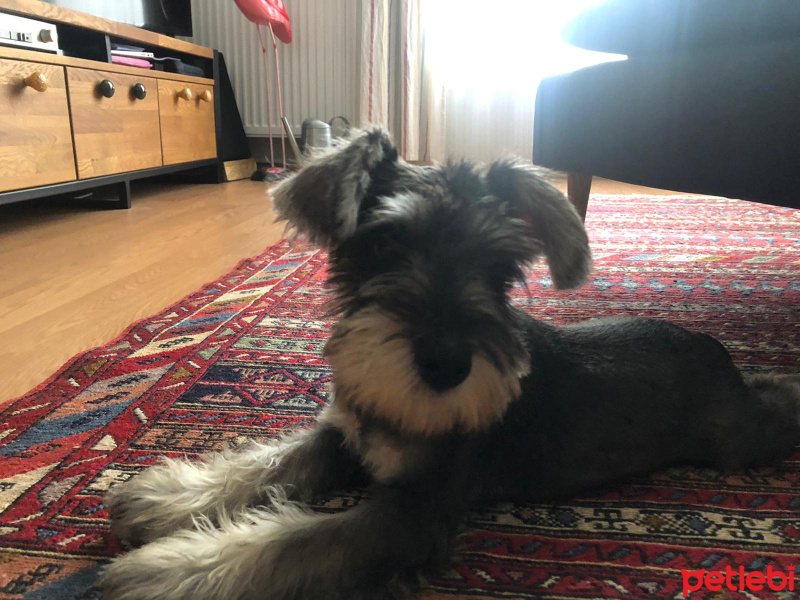 Minyatür Schnauzer, Köpek  Barba fotoğrafı