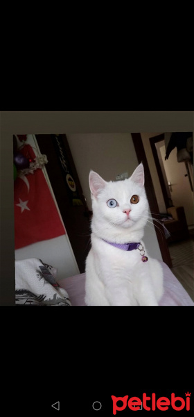 British Shorthair, Kedi  Tifa fotoğrafı