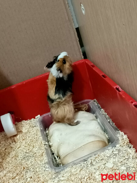 Guinea Pig, Kemirgen  Alaca fotoğrafı