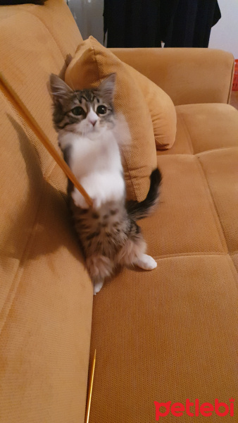 Tekir Kedi, Kedi  Mia fotoğrafı