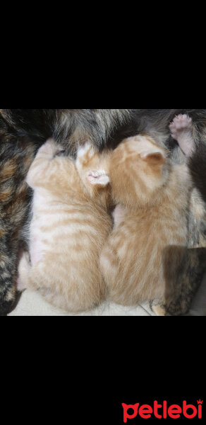 Sarman, Kedi  Lina & Barney fotoğrafı