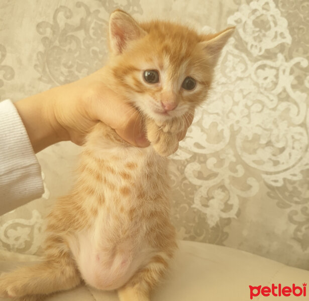 Sarman, Kedi  Lina & Barney fotoğrafı