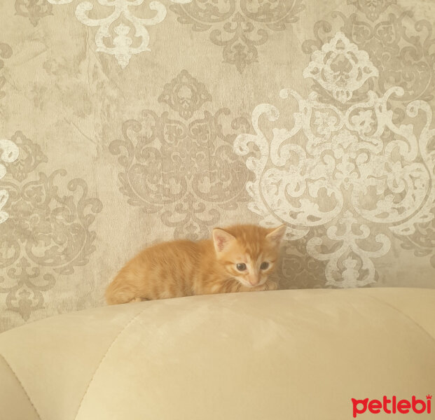 Sarman, Kedi  Lina & Barney fotoğrafı