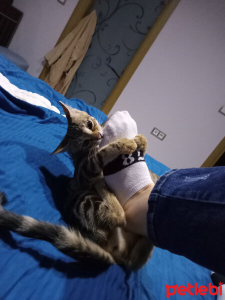 Tekir Kedi, Kedi  Yamuk fotoğrafı