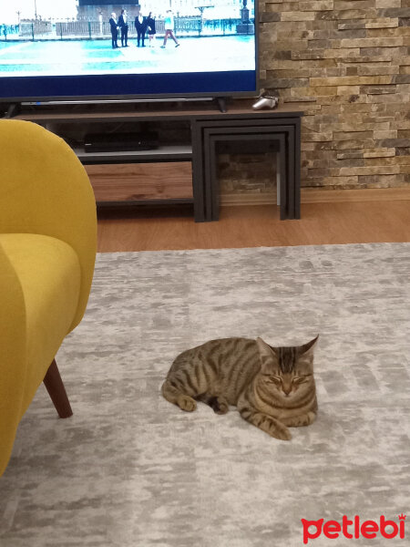 Tekir Kedi, Kedi  Pamuk fotoğrafı