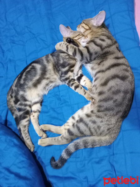 Tekir Kedi, Kedi  Pamuk fotoğrafı