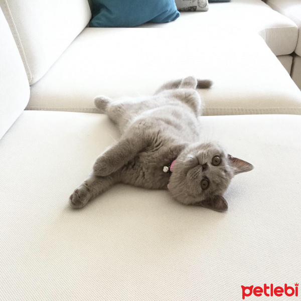 Brazilian Shorthair, Kedi  Mia fotoğrafı