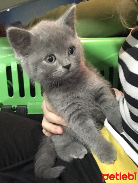 British Shorthair, Kedi  Şila fotoğrafı