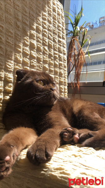 Scottish Fold, Kedi  Grace fotoğrafı