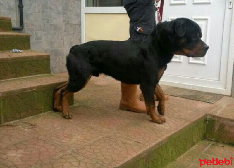 Rottweiler, Köpek  Jefferson fotoğrafı