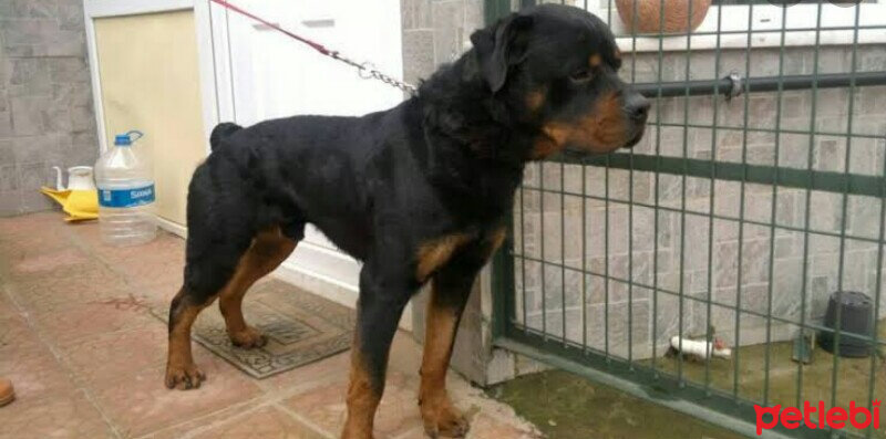 Rottweiler, Köpek  Jefferson fotoğrafı