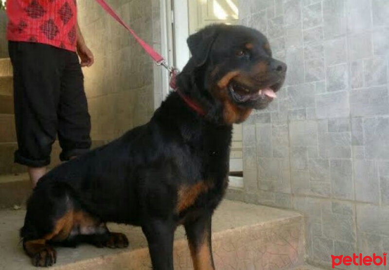 Rottweiler, Köpek  Jefferson fotoğrafı