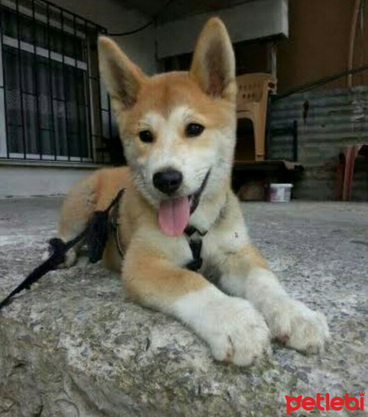 Shiba Inu, Köpek  Gina fotoğrafı