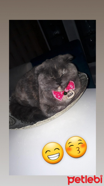 Scottish Fold, Kedi  Bella fotoğrafı