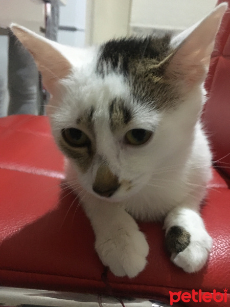 Tekir Kedi, Kedi  Mişa fotoğrafı