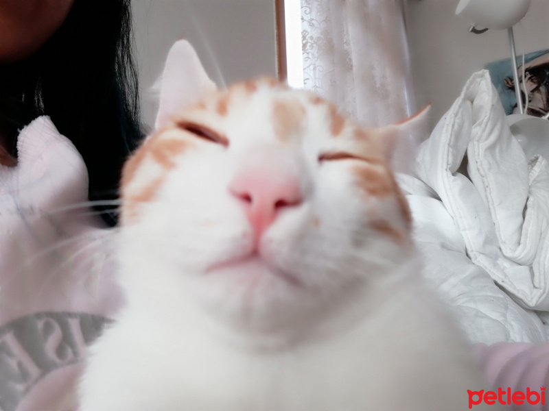 Tekir Kedi, Kedi  suphi fotoğrafı