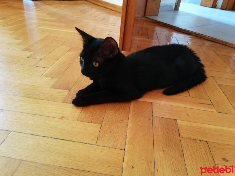 Tekir Kedi, Kedi  şimbil fotoğrafı
