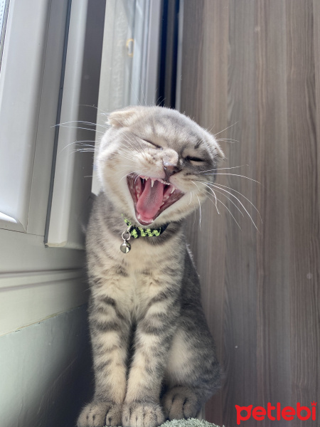 Scottish Fold, Kedi  THOR fotoğrafı