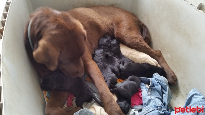 Labrador Retriever, Köpek  Adsiz  fotoğrafı