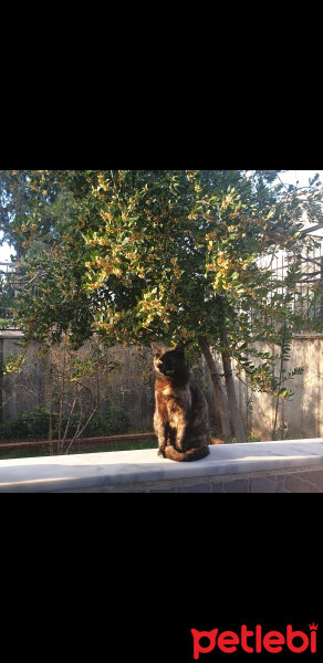 Tekir Kedi, Kedi  Diğerleri.. fotoğrafı