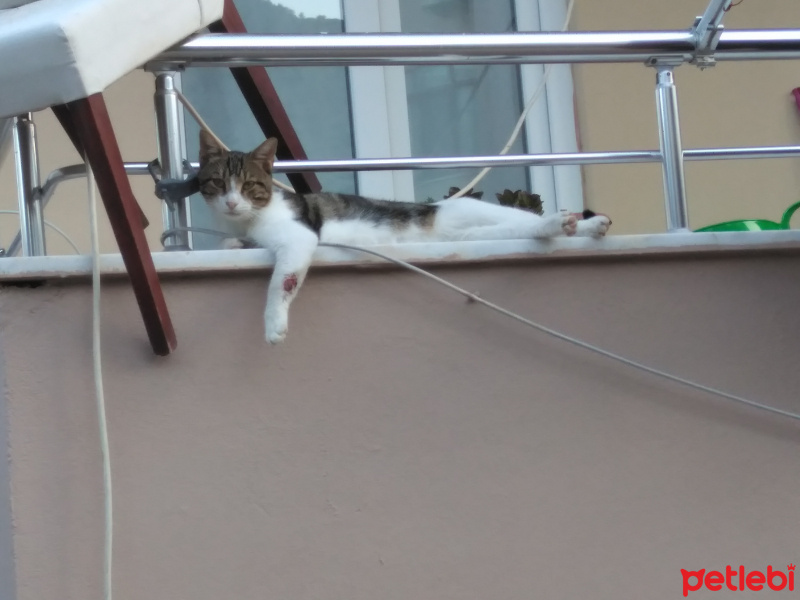 Tekir Kedi, Kedi  Linda fotoğrafı