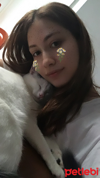 Tekir Kedi, Kedi  Albus fotoğrafı