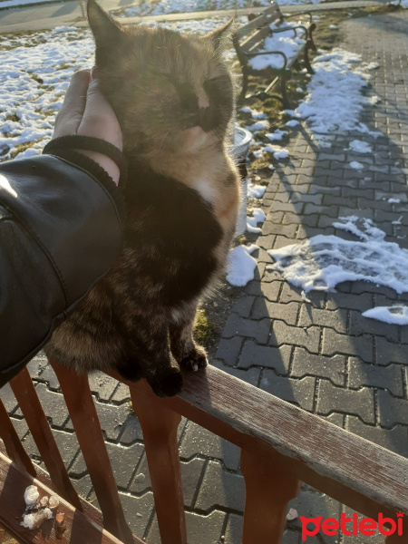American Wirehair, Kedi  Tarçın fotoğrafı