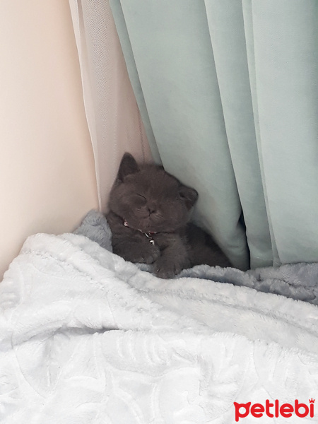 British Shorthair, Kedi  Bulut fotoğrafı