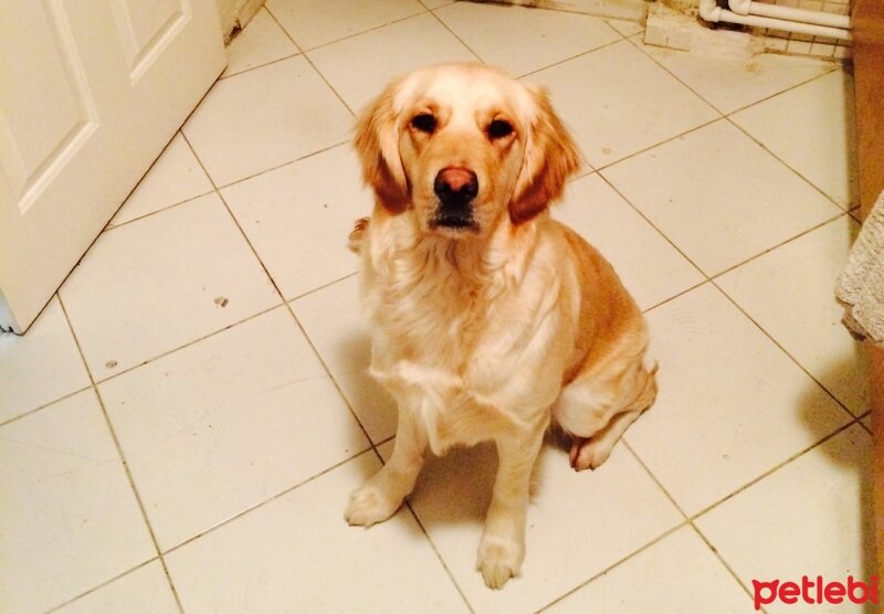 Golden Retriever, Köpek  BamBam fotoğrafı