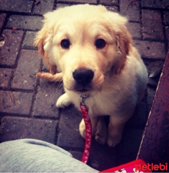 Golden Retriever, Köpek  BamBam fotoğrafı