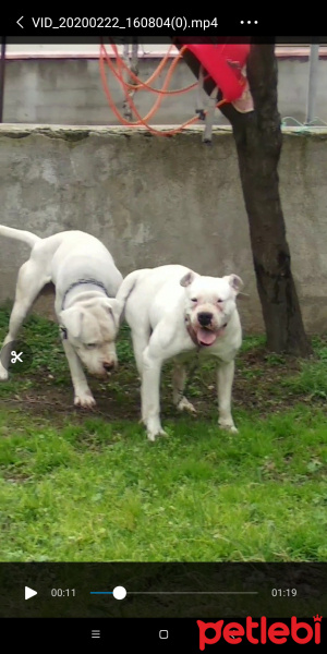 Dogo Arjantin, Köpek  Beyaz fotoğrafı