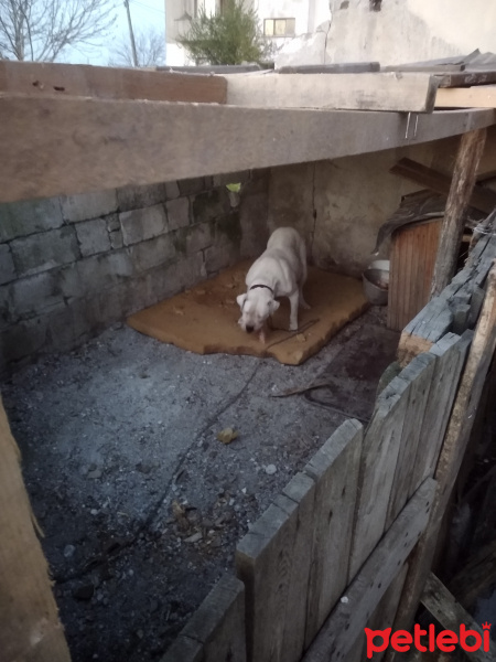 Dogo Arjantin, Köpek  Beyaz fotoğrafı