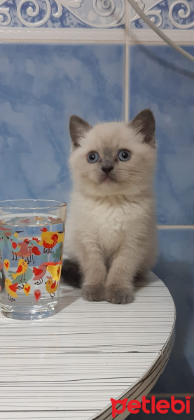British Shorthair, Kedi  Patron fotoğrafı