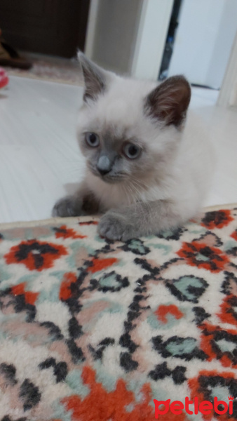 British Shorthair, Kedi  Patron fotoğrafı